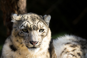 Image showing snow leopard, Irbis Uncia uncia