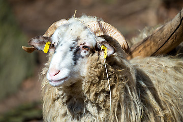 Image showing ram or rammer, male of sheep