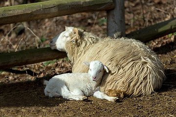 Image showing Sheep with lamb on rural farm