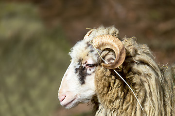 Image showing ram or rammer, male of sheep