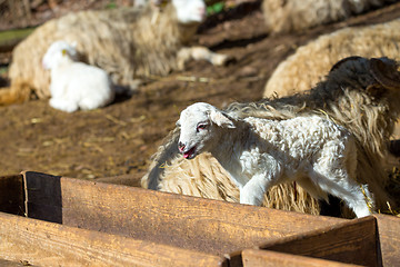 Image showing Sheep with lamb on rural farm