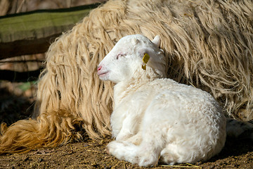 Image showing Sheep with lamb on rural farm