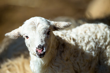 Image showing Sheep with lamb on rural farm