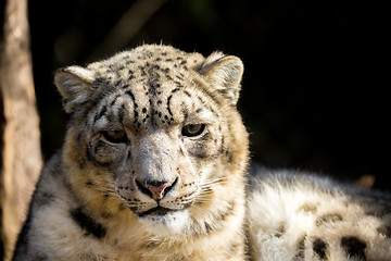 Image showing snow leopard, Irbis Uncia uncia