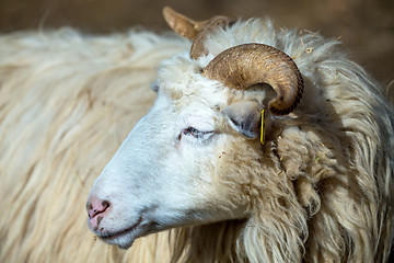 Image showing ram or rammer, male of sheep