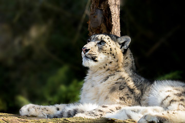 Image showing snow leopard, Irbis Uncia uncia