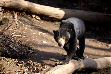 Image showing Sun bear also known as a Malaysian bear