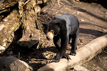 Image showing Sun bear also known as a Malaysian bear