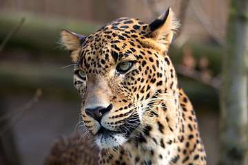 Image showing portrait of Persian leopard