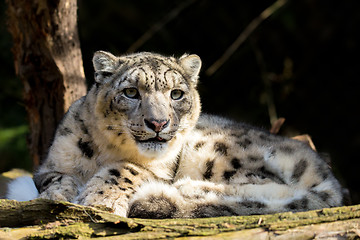 Image showing snow leopard, Irbis Uncia uncia