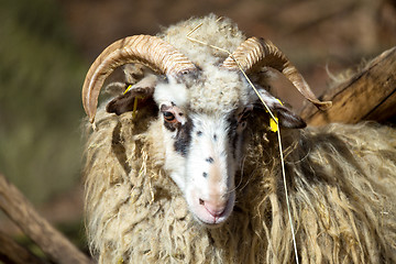 Image showing ram or rammer, male of sheep