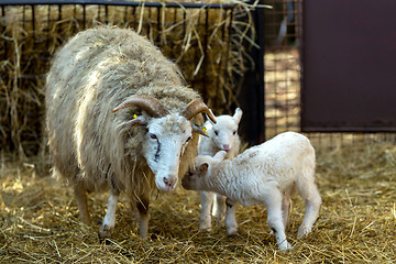 Image showing Sheep with lamb on rural farm