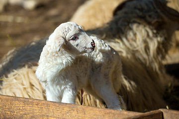 Image showing Sheep with lamb on rural farm