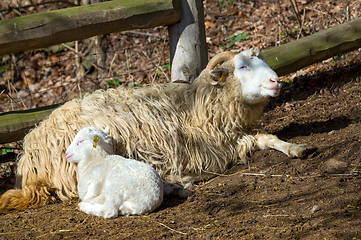 Image showing Sheep with lamb on rural farm