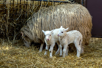 Image showing Sheep with lamb on rural farm