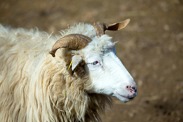 Image showing ram or rammer, male of sheep