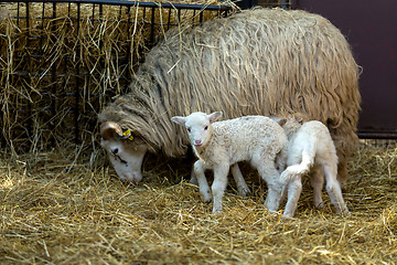 Image showing Sheep with lamb on rural farm