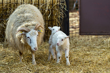 Image showing Sheep with lamb on rural farm