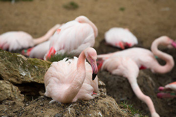 Image showing Beautiful American Flamingos on eng in nest