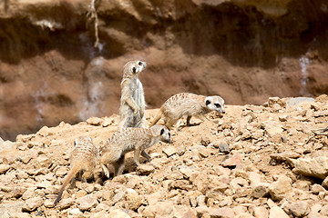 Image showing meerkat or suricate