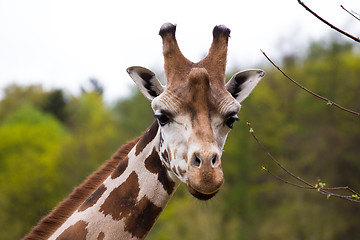 Image showing close up Giraffe portrait