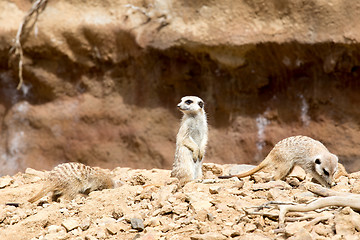 Image showing meerkat or suricate