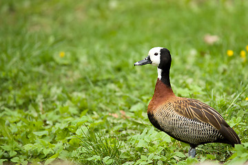 Image showing white-faced whistling duck