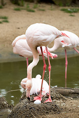 Image showing Beautiful American Flamingos on eng in nest