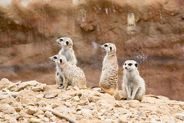 Image showing meerkat or suricate