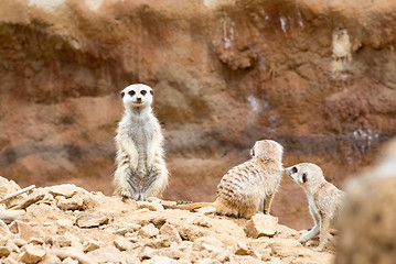 Image showing meerkat or suricate