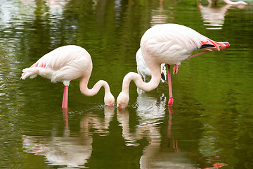 Image showing Beautiful American Flamingos