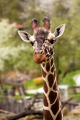 Image showing close up Giraffe portrait