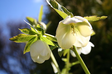 Image showing White Christmas roses