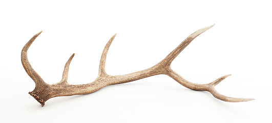 Image showing Large antler isolated on white background