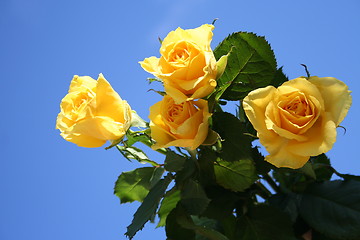 Image showing Yellow roses - bhlue sky