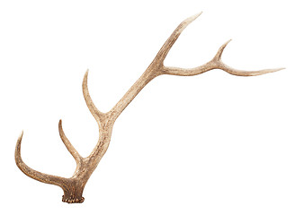 Image showing Large antler isolated on white background