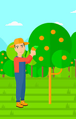 Image showing Farmer collecting oranges.