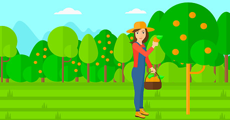 Image showing Farmer collecting oranges.