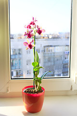 Image showing pink orchid in the flowerpot