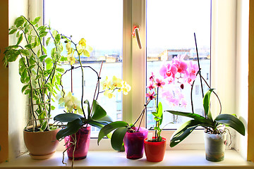 Image showing blooming multicolored orchids on the window-sill