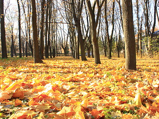 Image showing yellow leaves on the ground in the autumn park 