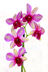 Image showing pink orchid isolated