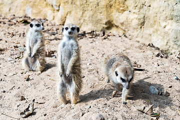 Image showing Meerkat or suricate