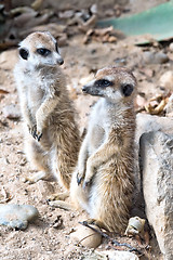 Image showing Meerkat or suricate