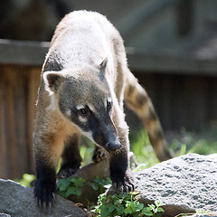Image showing South American coati, or ring-tailed coati