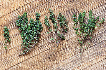 Image showing Green thyme twigs