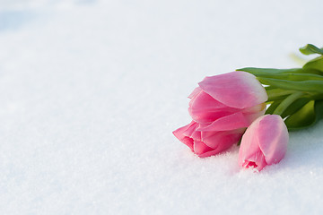 Image showing Spring card with tulips in the snow