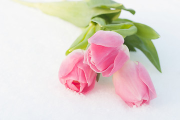 Image showing Spring card with tulips in the snow