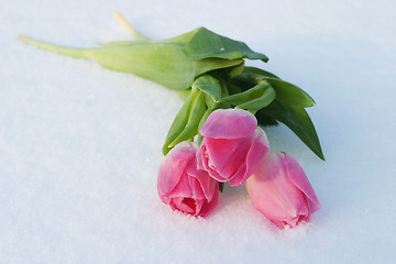 Image showing Spring card with tulips in the snow