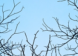 Image showing Black branches on a background of the dark cold sky. Background 